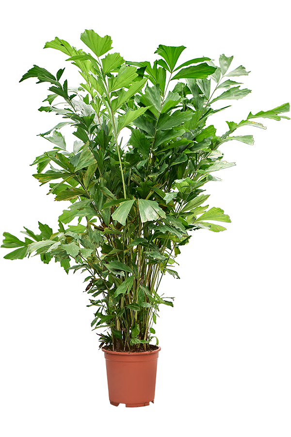 Caryota Mitis