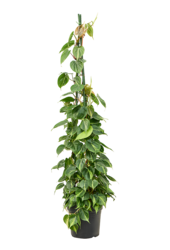 Philodendron Scandens Brasil