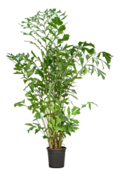 Caryota Mitis(2.30-3.00M)