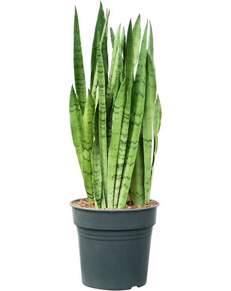 Sansevieria