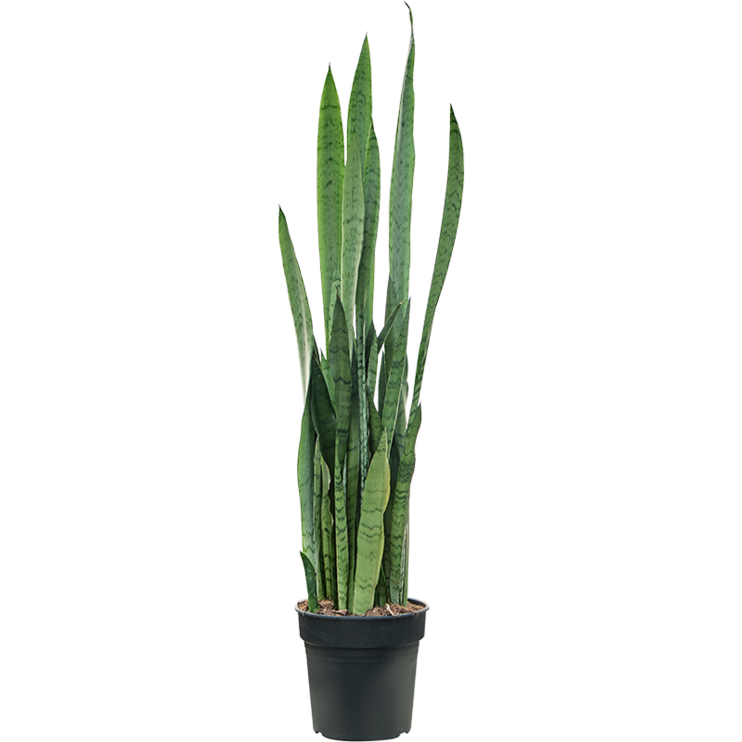 Sansevieria Trifasciata Silver Mist | Schnelle Lieferung | Fleurdirect -  www.fleurdirect.com