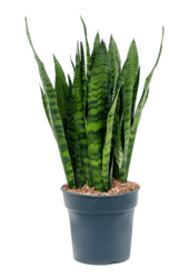 Sansevieria Zeylanica
