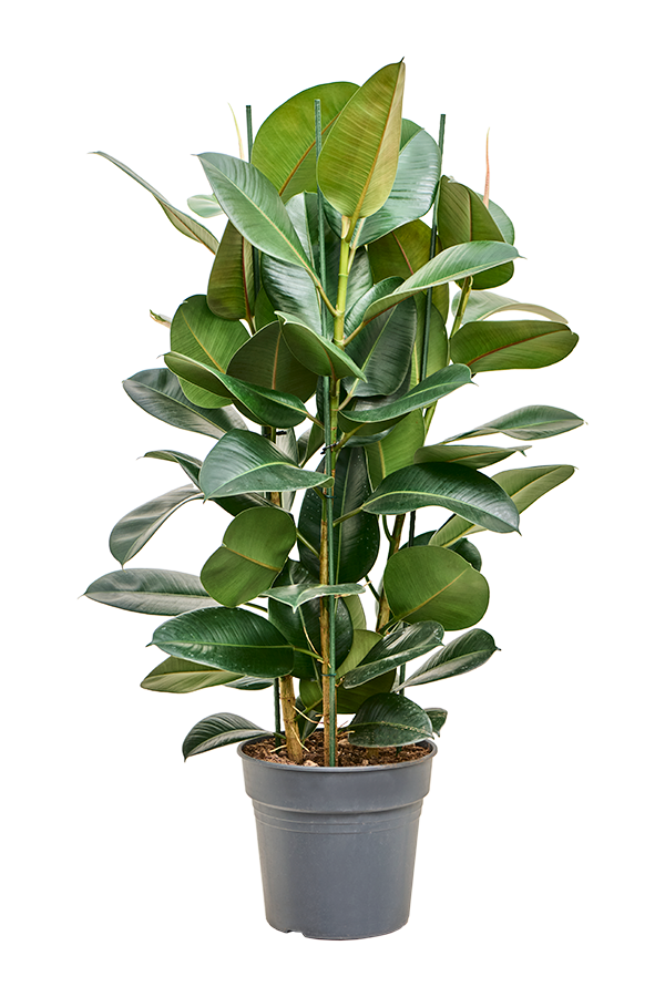 Ficus Elastica Robusta