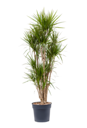 Dracaena marginata