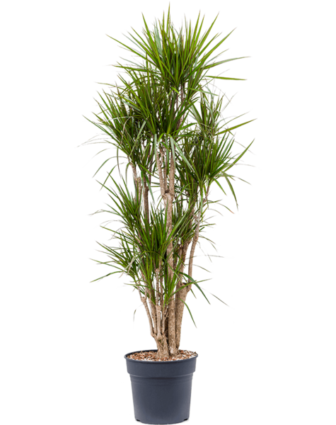 Dracaena