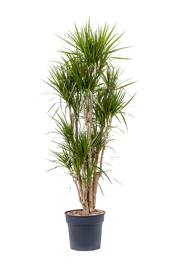 Dracaena marginata