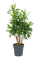 Pleomele (Dracaena) Reflexa