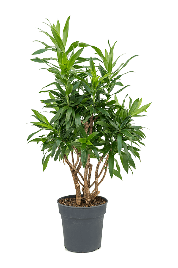 Pleomele (Dracaena) Reflexa