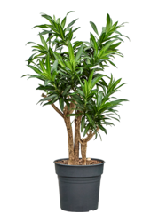 Pleomele (Dracaena) Reflexa Song Of Jamaica