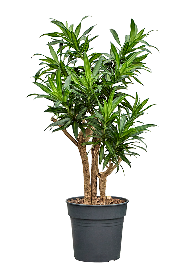 Pleomele (Dracaena) Reflexa Song Of Jamaica