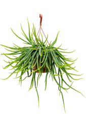 Rhipsalis Wercklei