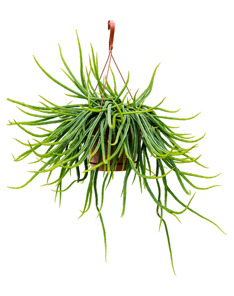 Rhipsalis