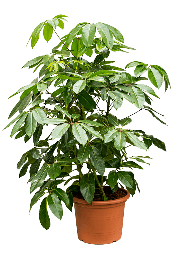 Schefflera Actinophylla Amate