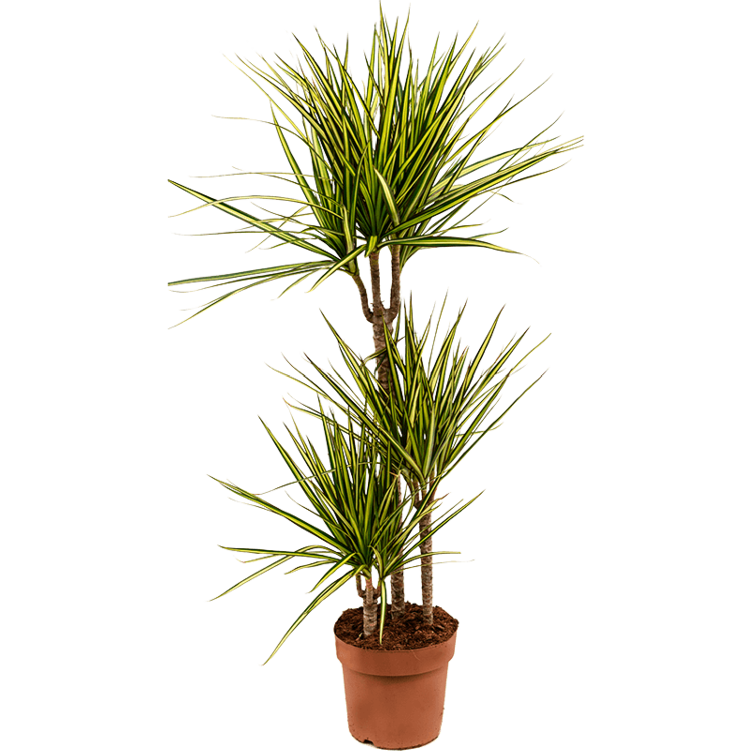 Dracaena Marginata Sunray | Schnelle Lieferung | Fleurdirect -  www.fleurdirect.com
