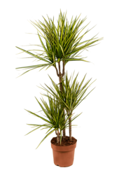 Dracaena Marginata Sonnenröschen