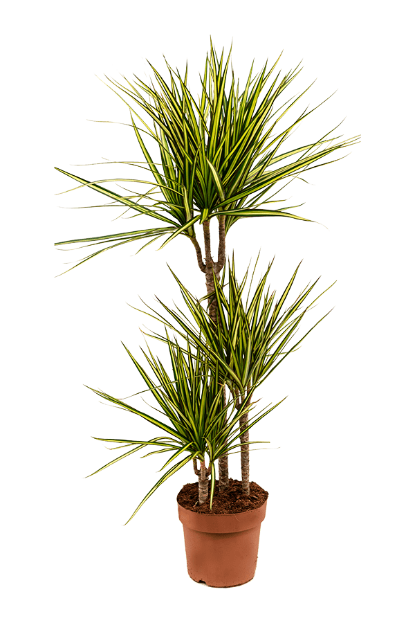 Dracaena Marginata Sonnenröschen