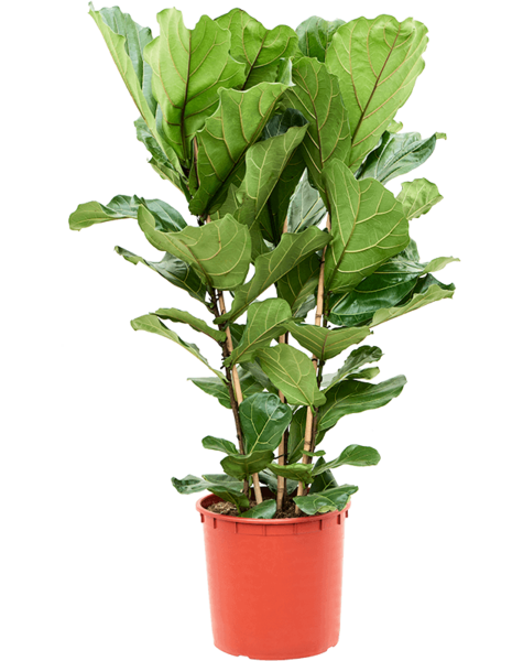 Ficus
