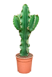 Euphorbia Erytrea