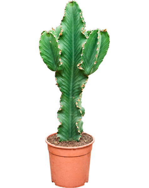 Euphorbia
