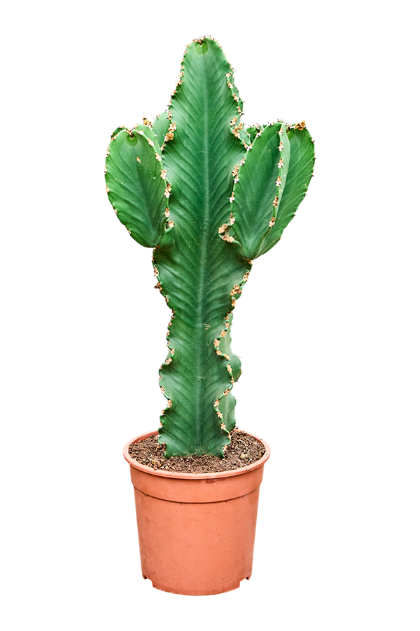 Euphorbia Erytrea