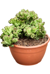 Euphorbia Lactea