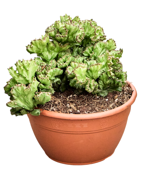 Euphorbia