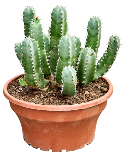 Euphorbia