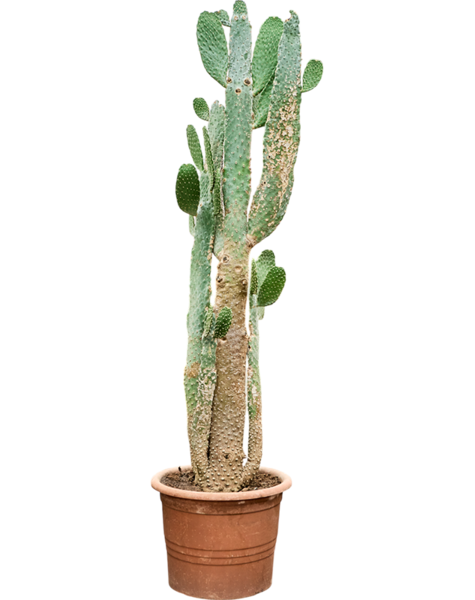 Opuntia
