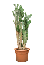 Opuntia Consolea