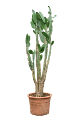 Opuntia Consolea