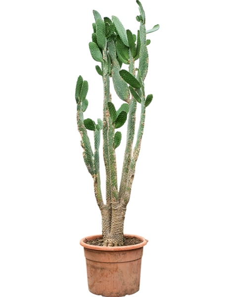 Opuntia