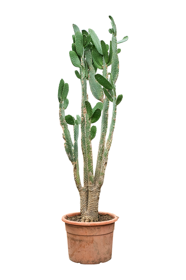 Opuntia Consolea