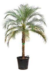 Phoenix Roebelenii (230-270)