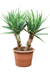 Aloe arborescens