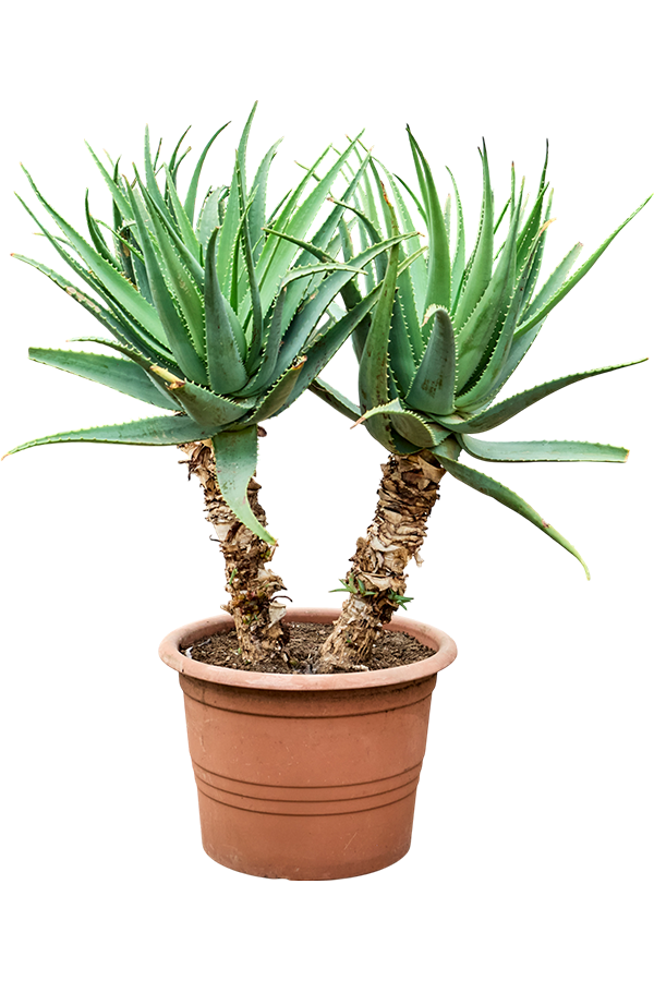 Aloe arborescens