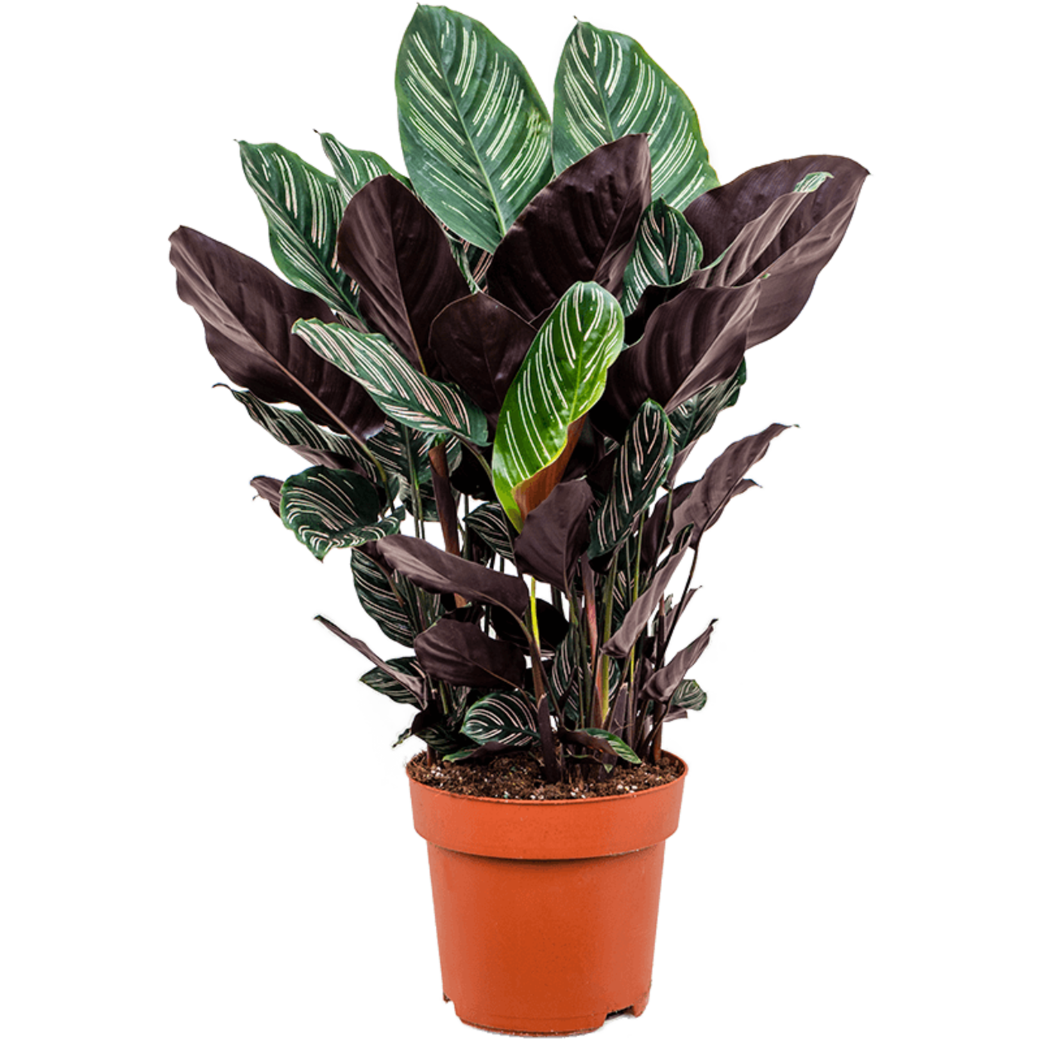 calathea lancifolia blüte Calathea Lancifolia