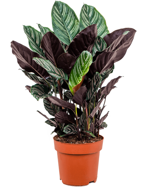 Calathea