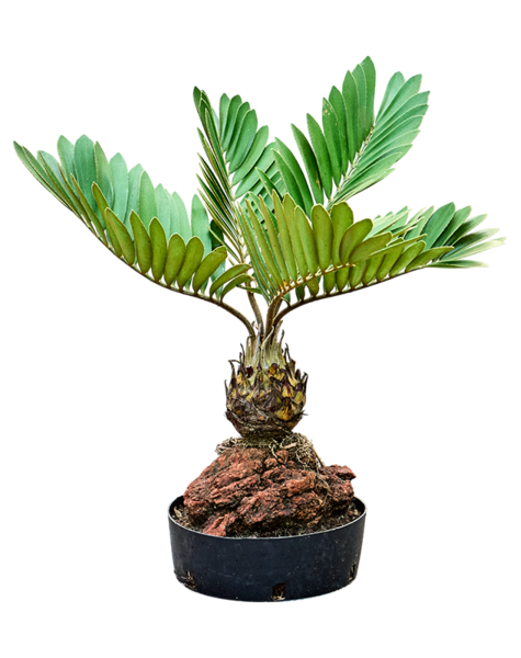 Zamia