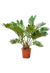 Zamia Furfuracae