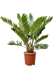 Zamia Furfuracae