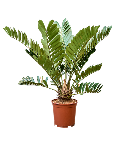 Zamia