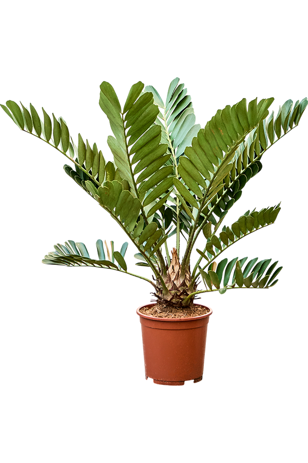 Zamia Furfuracae