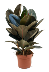 Ficus Elastica Abidjan