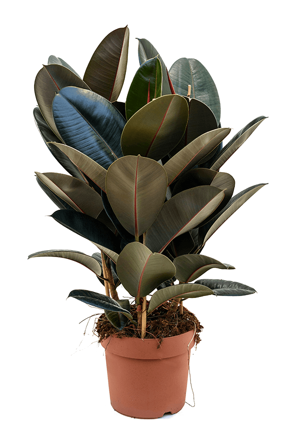 Ficus Elastica Abidjan
