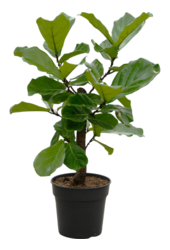 Ficus Lyrata