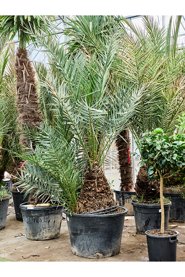 Phoenix Dactylifera (300-380)