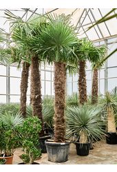 Trachycarpus Fortunei (350-400)