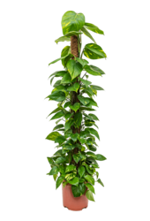 Scindapsus (Epipremnum) Aureum