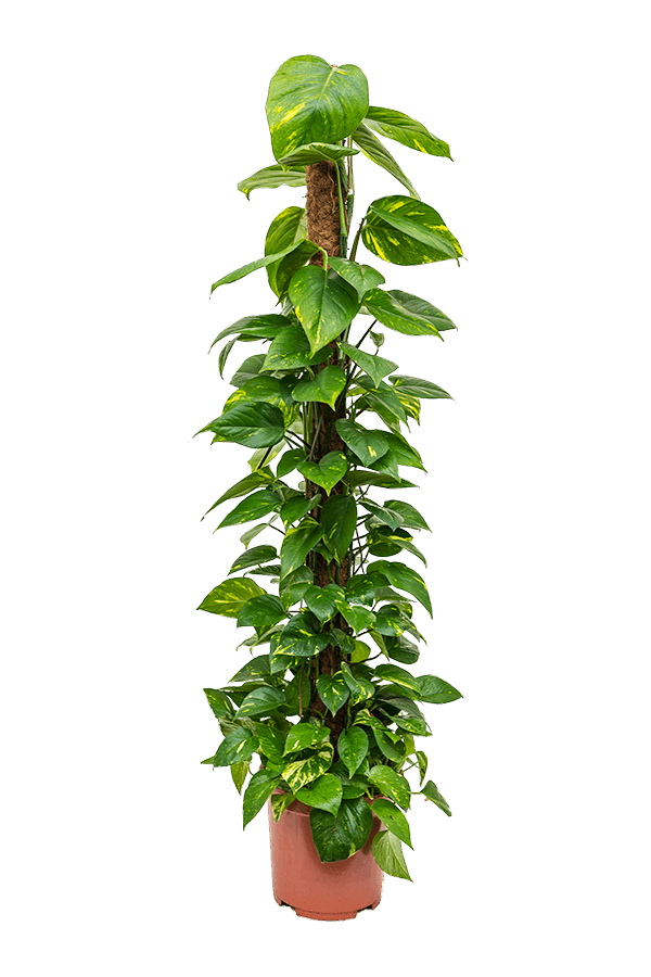 Scindapsus (Epipremnum) Aureum