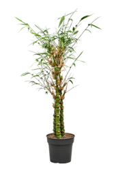 Bambusa Ventricosa (140-160)